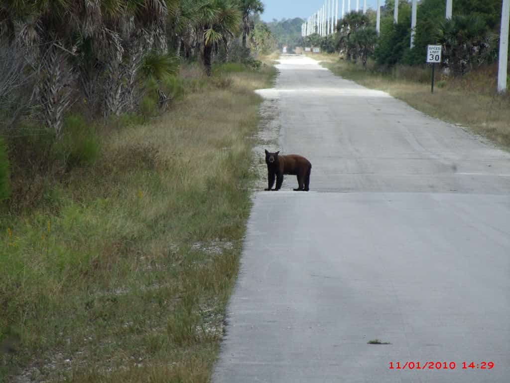 Florida's 2026 Bear Hunt Expands as Permit Applications Open September 11