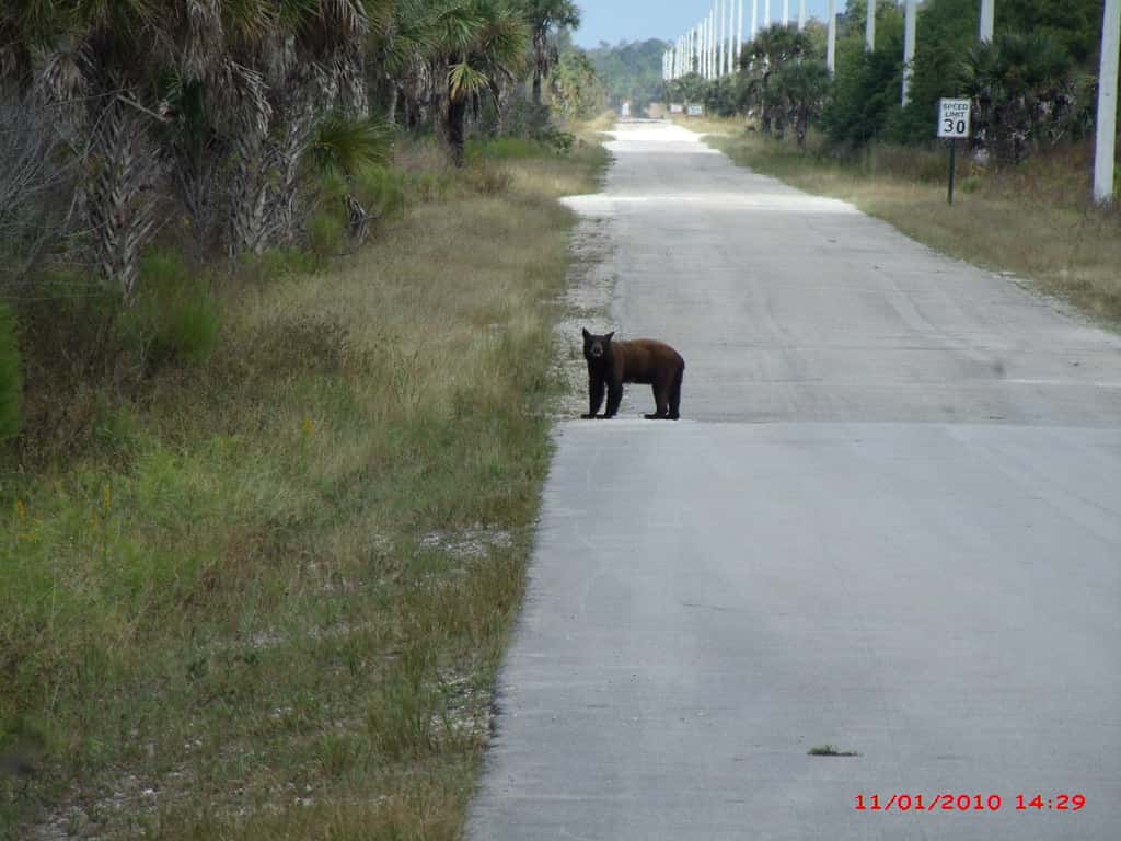 Florida's 2026 Bear Hunt Expands as Permit Applications Open September 11