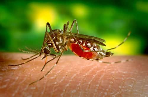 Dengue Advisories Spread Across Florida Counties as Health Officials Warn