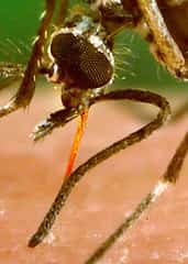 Florida Locally Acquired Dengue Cases Climb Past 100 Across Six Counties