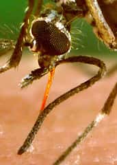 Florida Locally Acquired Dengue Cases Climb Past 100 Across Six Counties