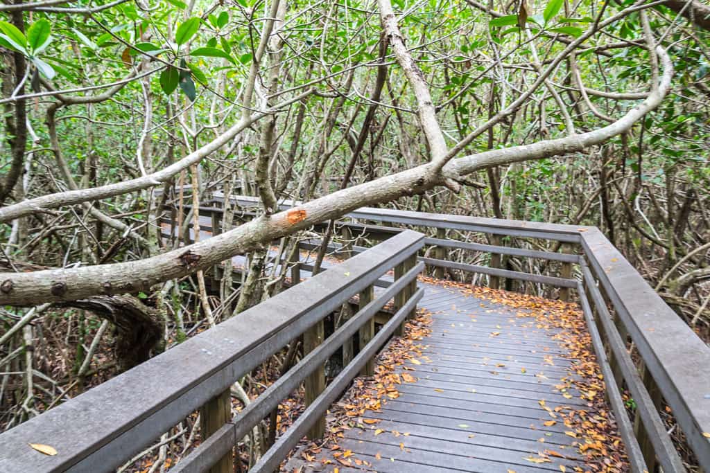 Everglades Restoration Hits Milestone as Reservoir Contracts Move Ahead of Schedule