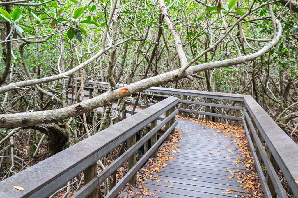 Everglades Restoration Hits Milestone as Reservoir Contracts Move Ahead of Schedule