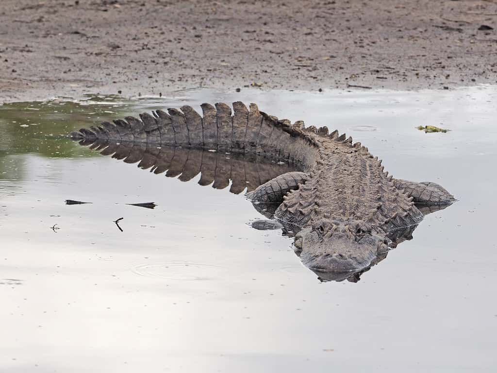Paddleboarder Helps Rescue Swimmer in Fourth Silver River Gator Attack