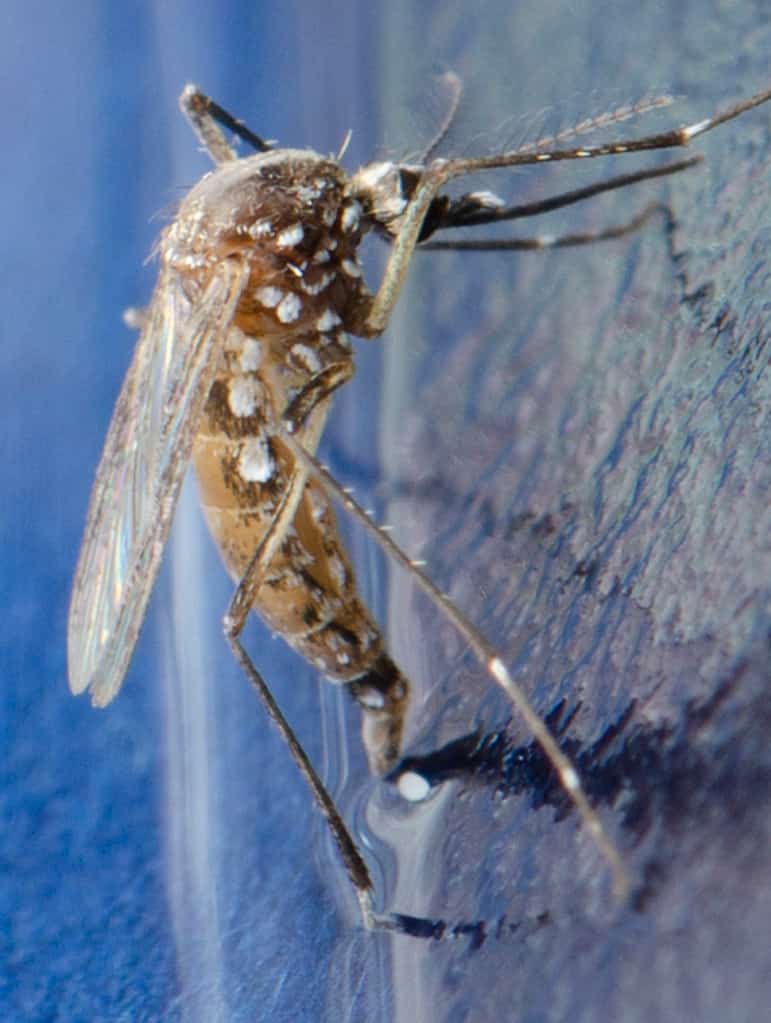 Florida's Dengue Outbreak Reaches 152 Local Cases as Transmission Spreads Beyond Hillsborough