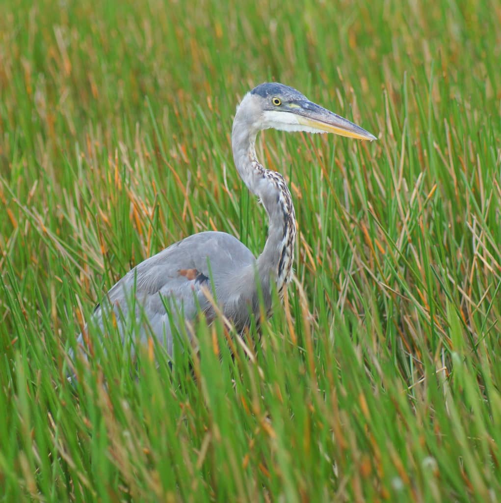 Everglades Restoration Delivers Record Freshwater Flows Even as Drought Grips South Florida