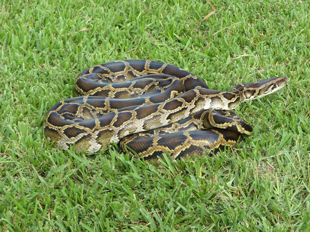 Python Challenge Hunters Remove 280 Burmese Pythons From South Florida