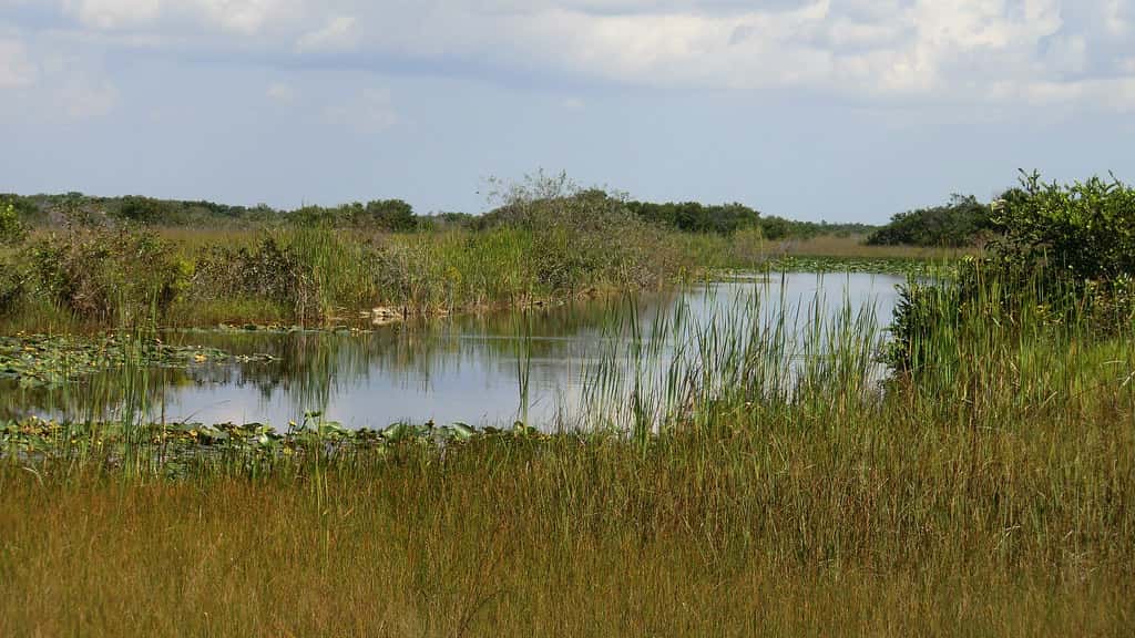 Everglades Reservoir Timeline Accelerates With Federal Money Behind It