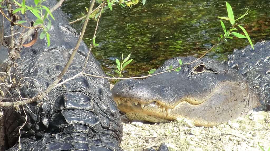 Miami-Dade Commissioners Restore Land Conservation Funding After a Petition Drive