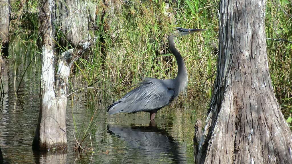 Florida Begins Demobilizing 'Alligator Alcatraz' as DeSantis Declares the Everglades Detention Site Has Finished Its Mission