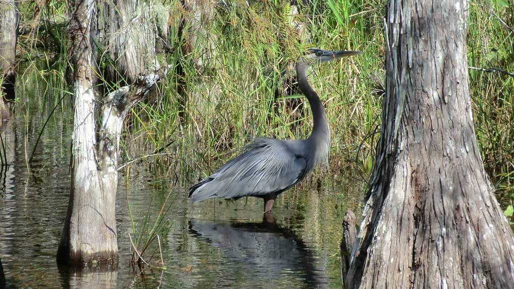 Florida Begins Demobilizing 'Alligator Alcatraz' as DeSantis Declares the Everglades Detention Site Has Finished Its Mission