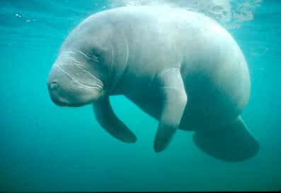 11th Circuit voids septic permit ban in Indian River Lagoon manatee case after federal 'harm' rule rollback