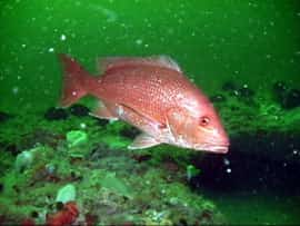 Florida Anglers Get a 14-Day Fall Atlantic Red Snapper Season Starting Oct. 9