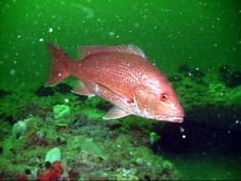 Florida Anglers Get a 14-Day Fall Atlantic Red Snapper Season Starting Oct. 9