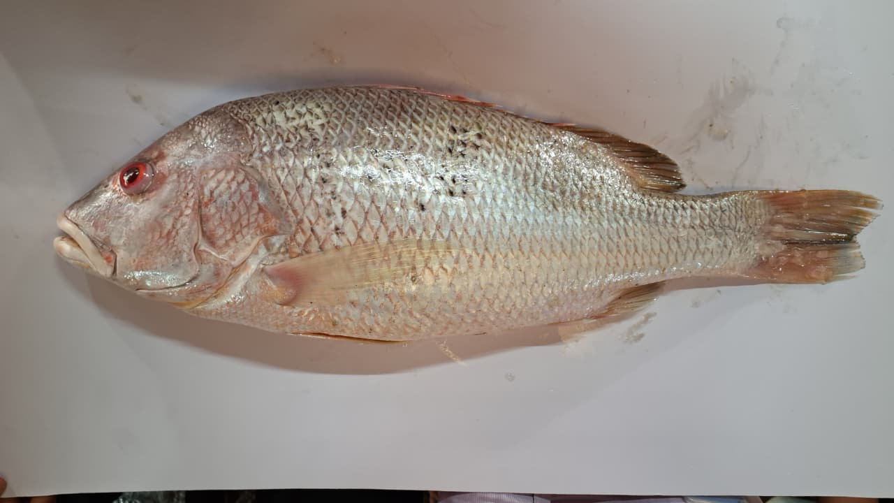 DeSantis Touts Expanded 2026 Red Snapper Seasons After Federal Permit Approval