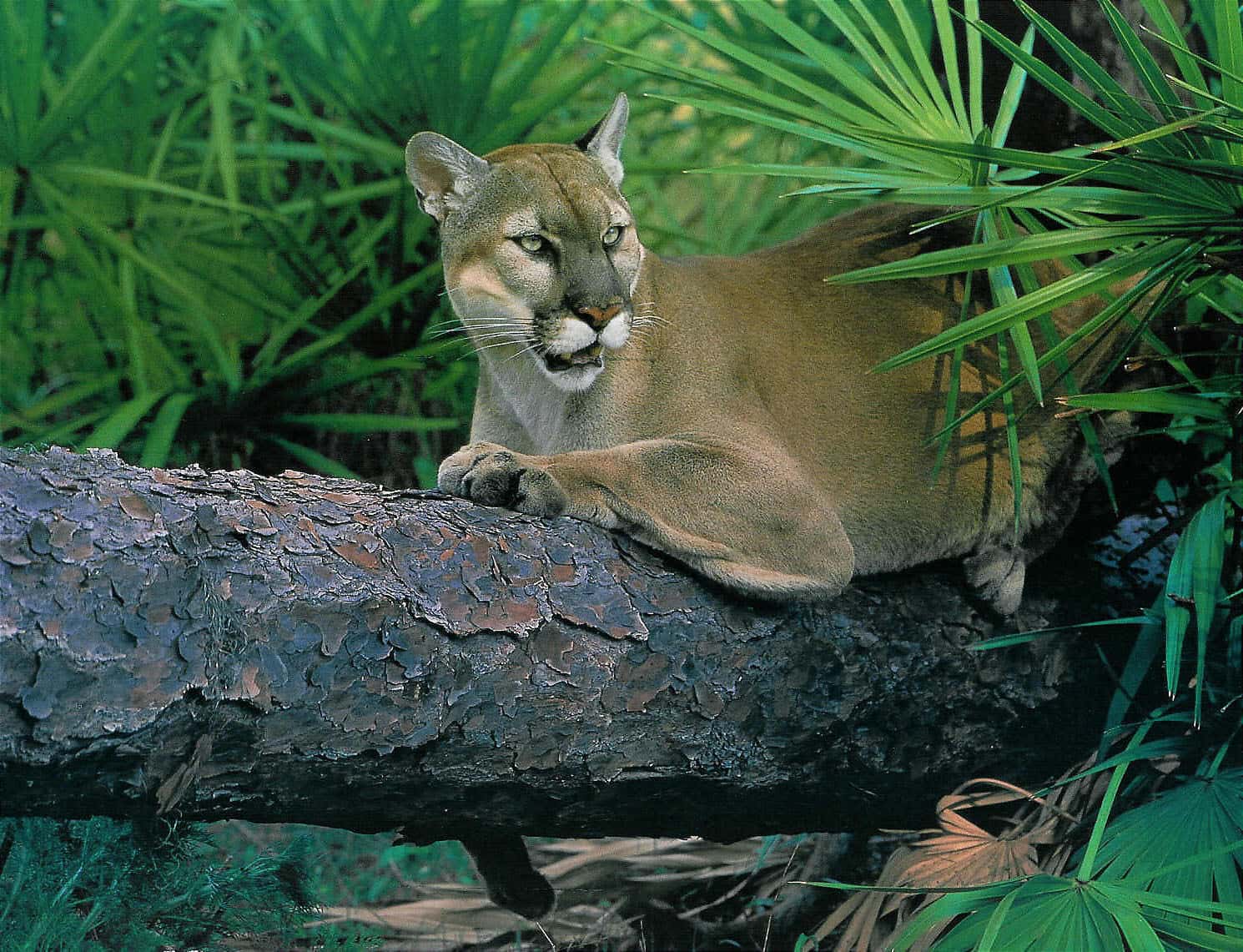 Florida Panther Deaths Reach 14 in 2026 as Two Young Females Die on Collier and Hendry Roads