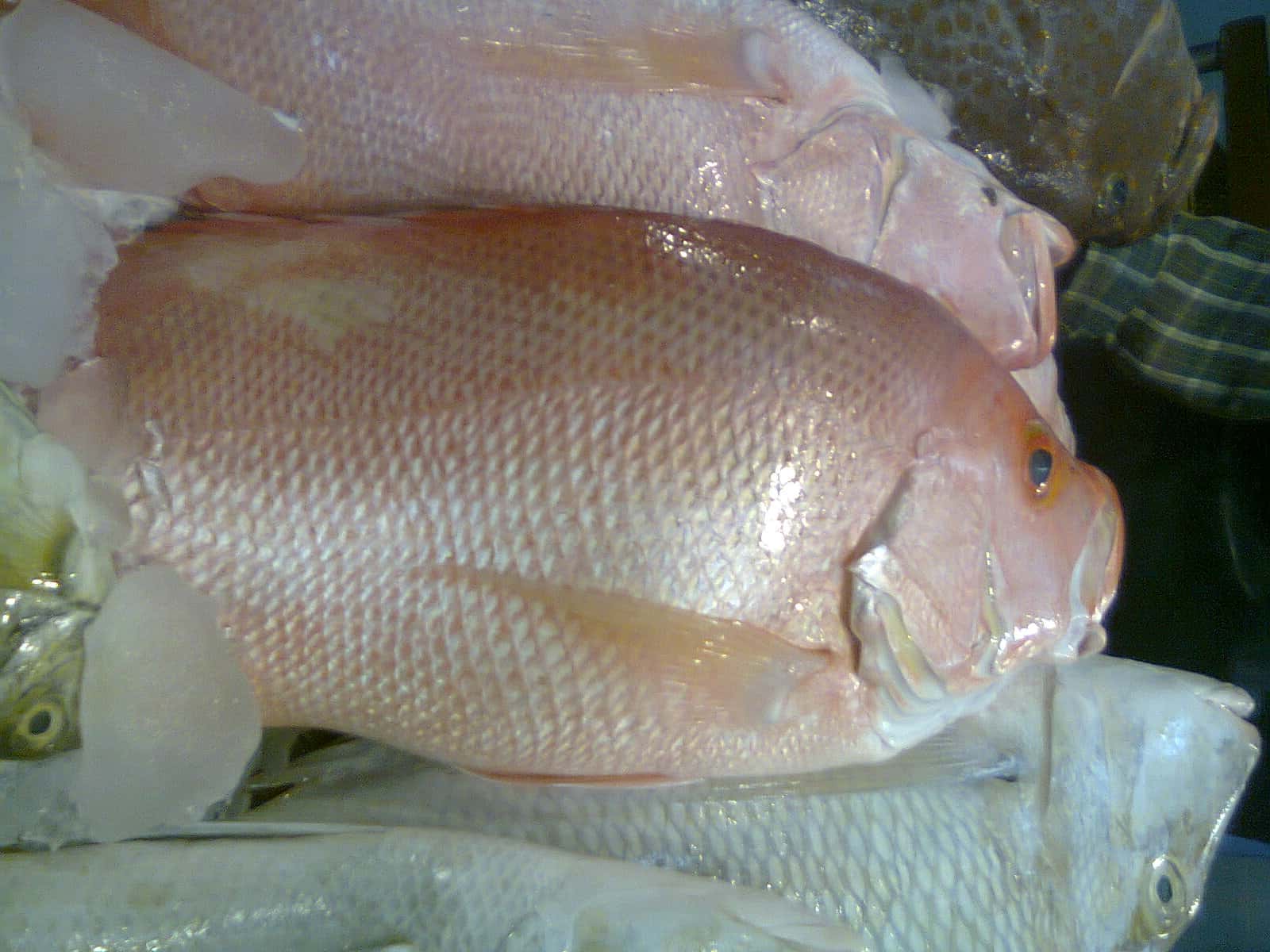 DeSantis Expands 2026 Red Snapper Seasons After Federal Approval