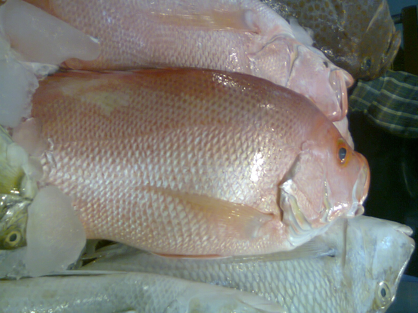 DeSantis Expands 2026 Red Snapper Seasons After Federal Approval