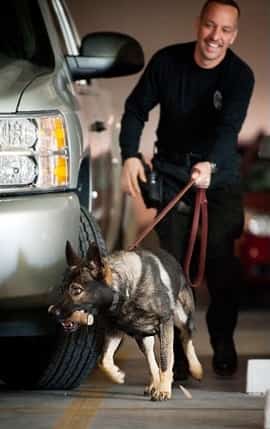 FDLE Undercover Operations Lead to Child Exploitation Arrests