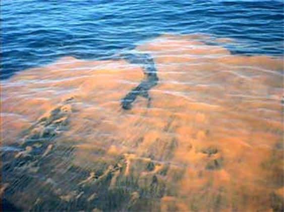 Florida's Red Tide Stays Quiet This Summer as Water Managers Push More Flow South