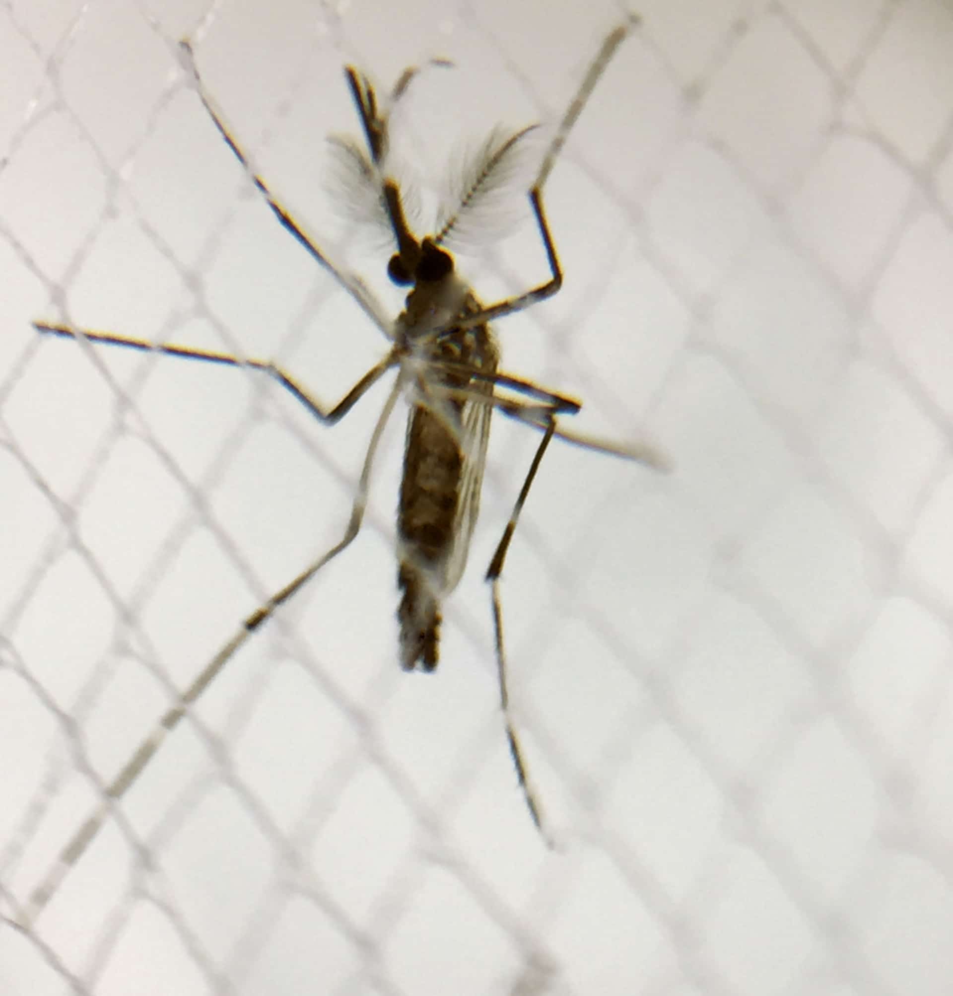 Florida Health Officials Issue Dengue Advisories in Polk and Orange Counties After Locally Acquired Cases