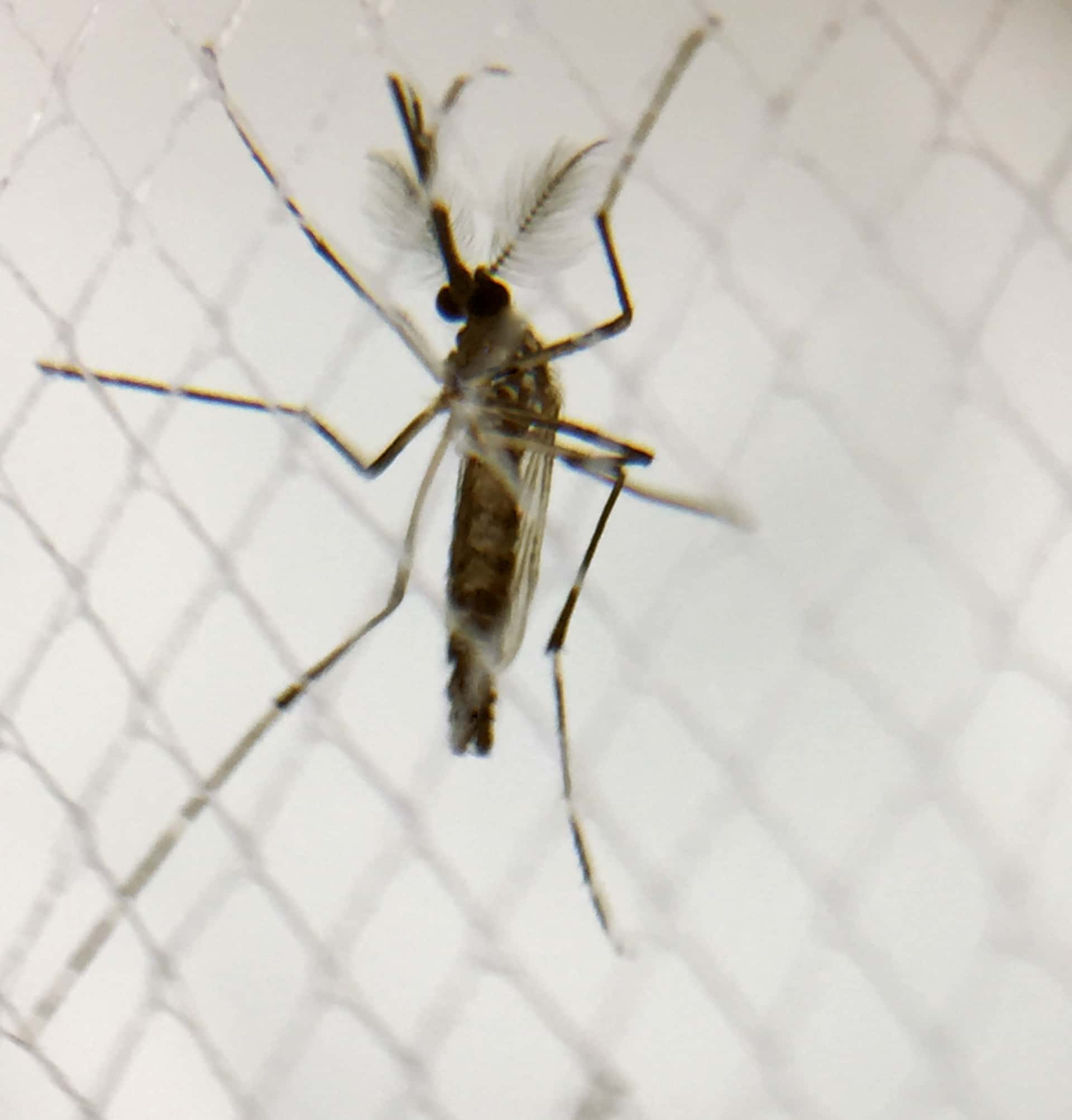 Florida Health Officials Issue Dengue Advisories in Polk and Orange Counties After Locally Acquired Cases