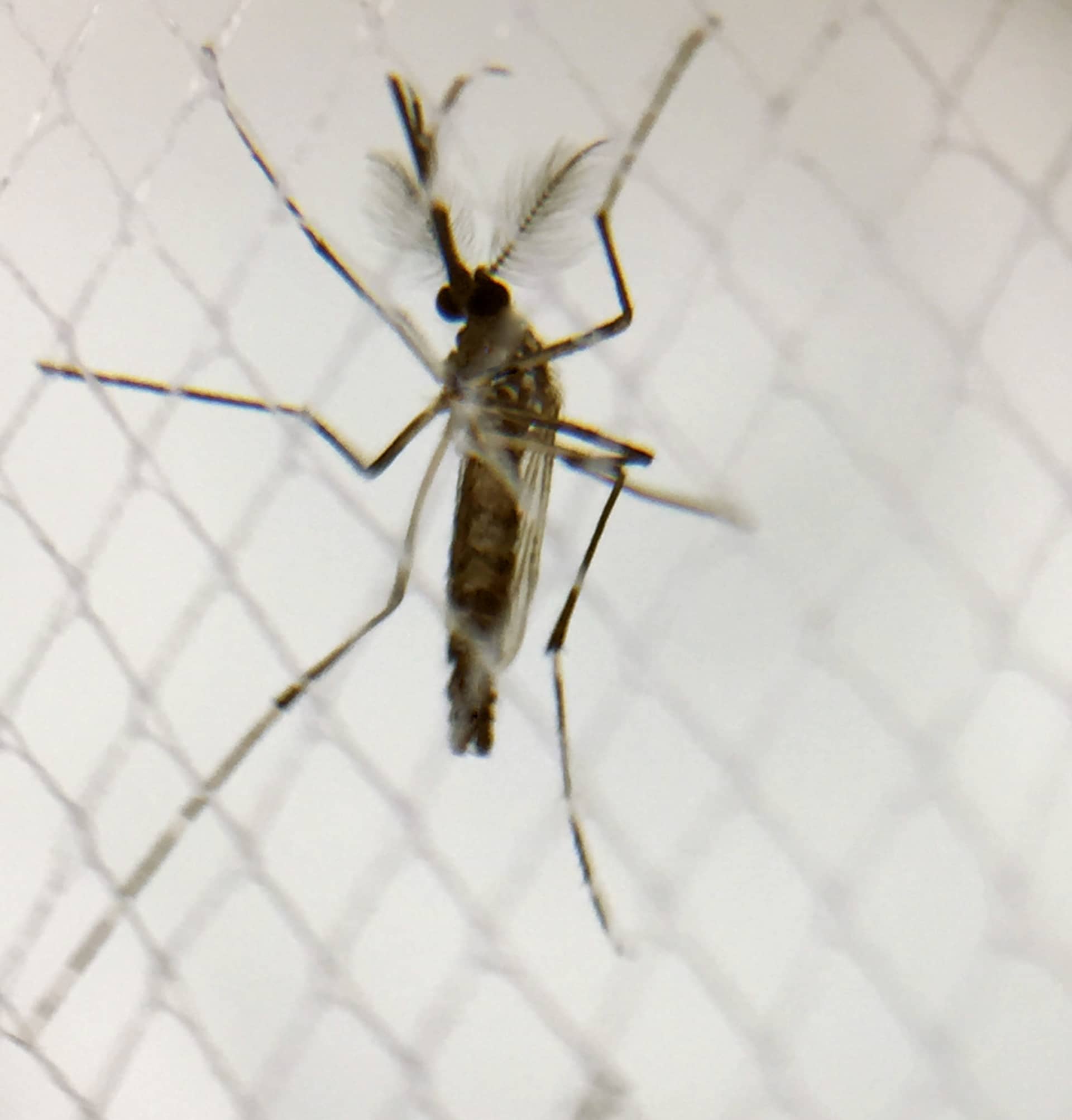 Florida Health Officials Issue Dengue Advisories in Polk and Orange Counties After Locally Acquired Cases