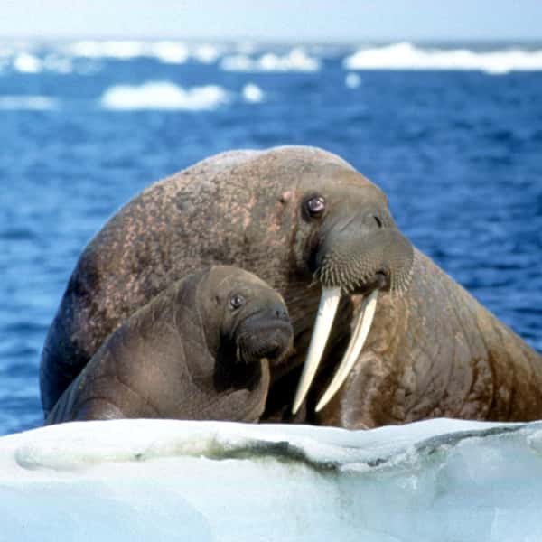 Orphaned Pacific Walrus Calf Annautaq, Rescued From an Alaska Beach, Arrives at SeaWorld Orlando