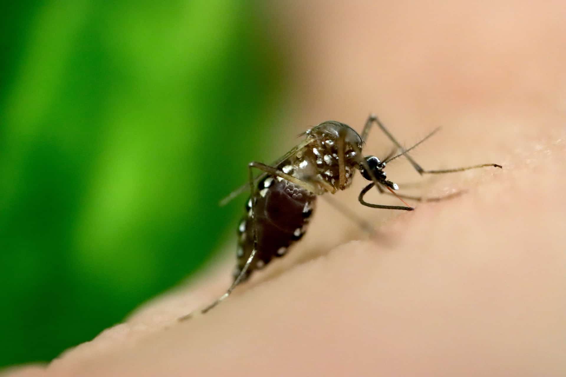 Orange County Raises Dengue Alert After Confirming More Locally Acquired Cases