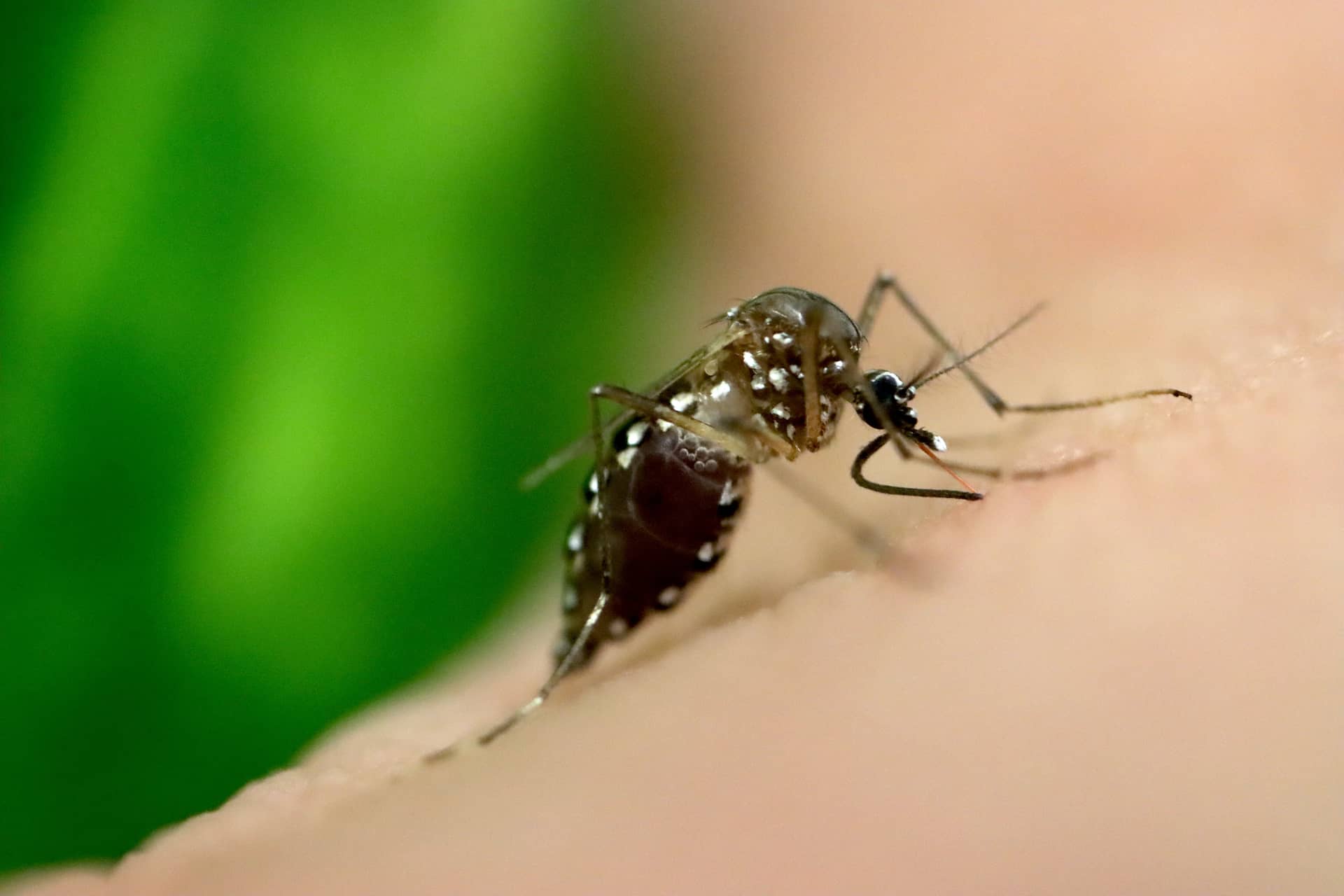 Orange County Raises Dengue Alert After Confirming More Locally Acquired Cases