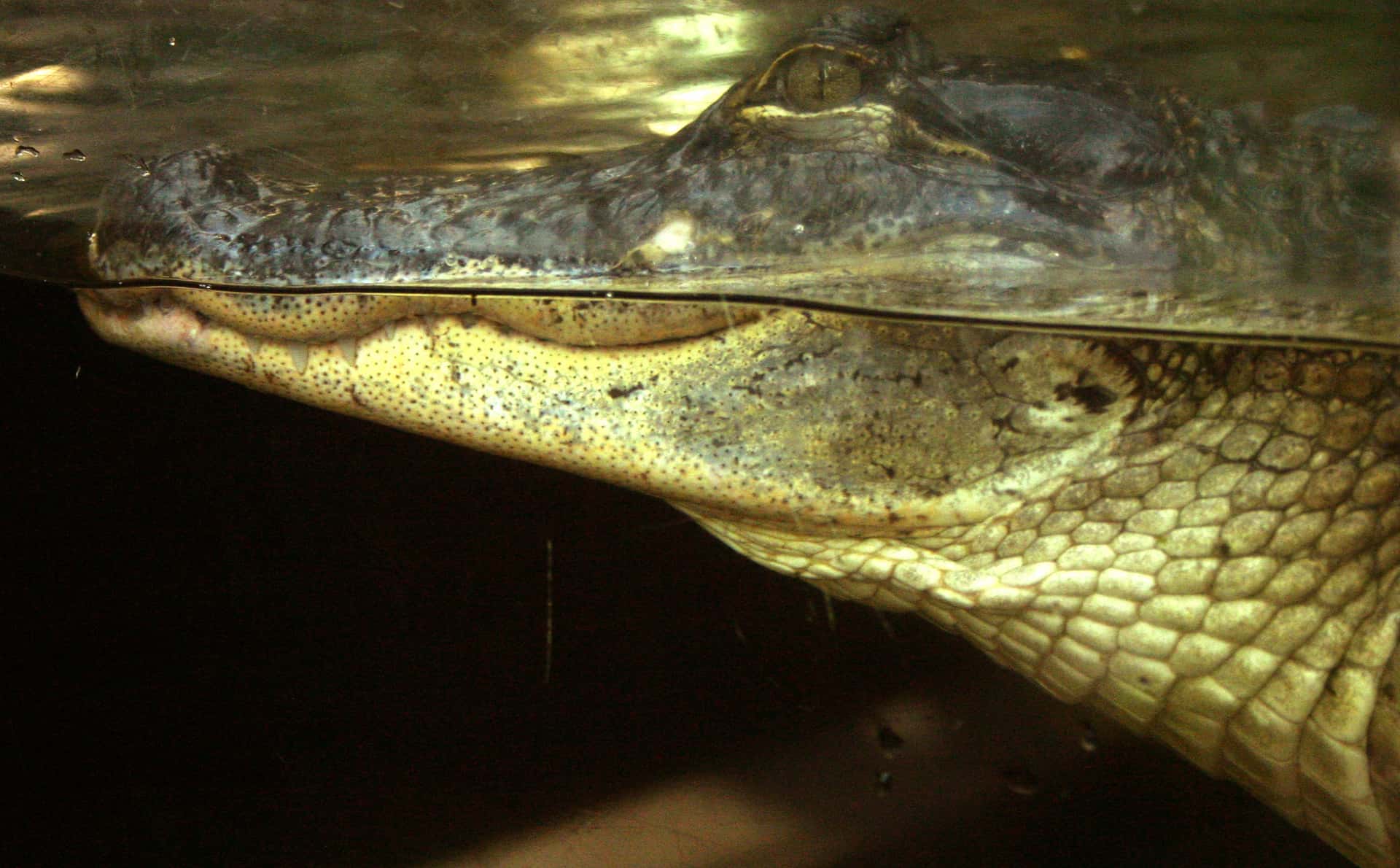 Wildlife Officials Warn Floridians After String of Alligator Attacks, Including Deadly Central Florida Encounter