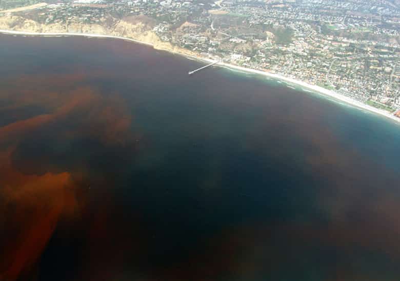 Florida Red Tide Holds at Background Levels Along Southwest Coast as Officials Watch Summer Conditions
