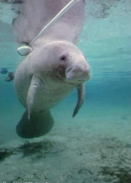 Florida's Manatees at a Crossroads as Deaths Persist and Threatened Status Draws Renewed Worry