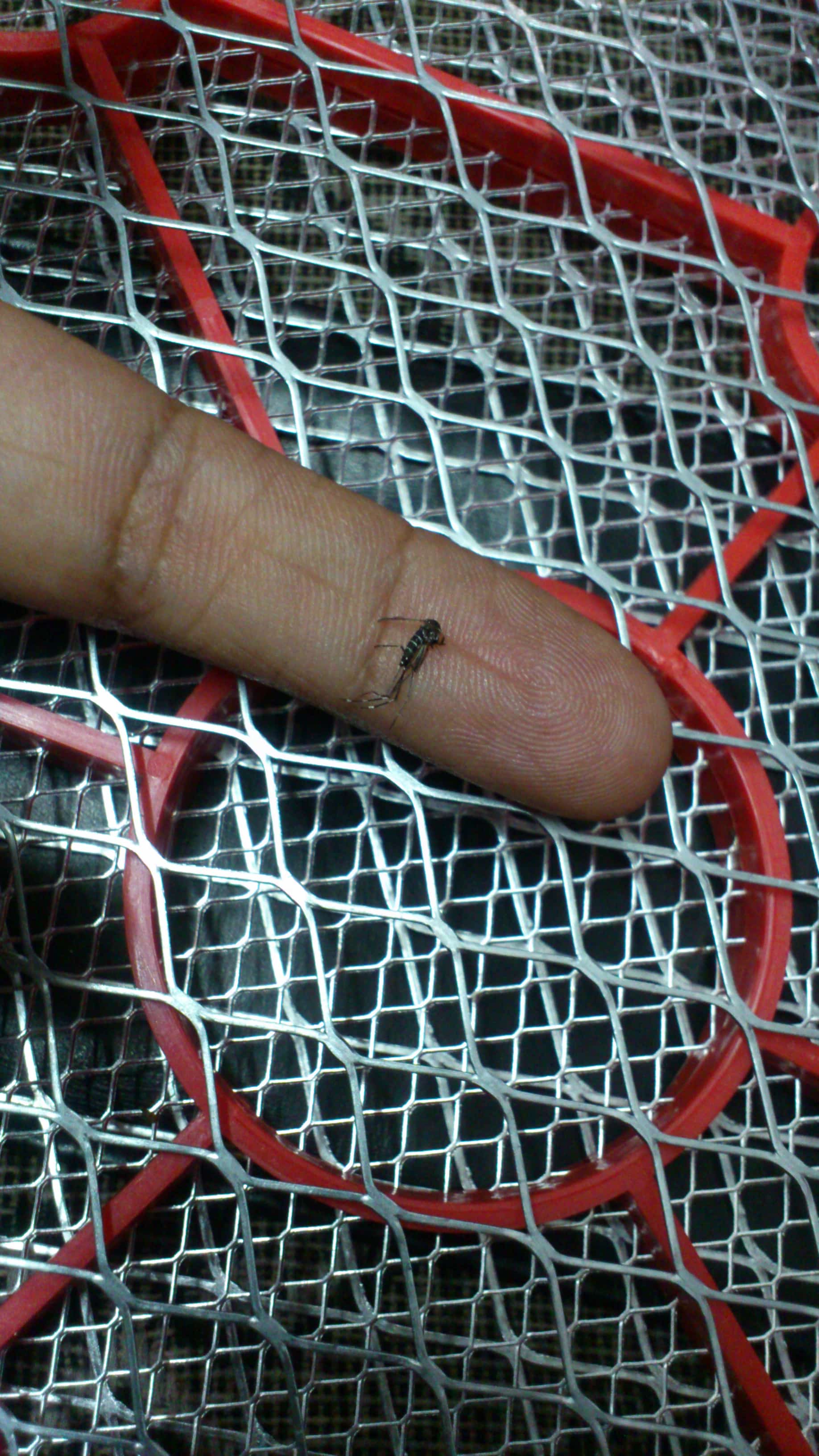 Florida Moves to Let Pharmacists Give the Chikungunya Vaccine as Miami-Dade Drives Case Count