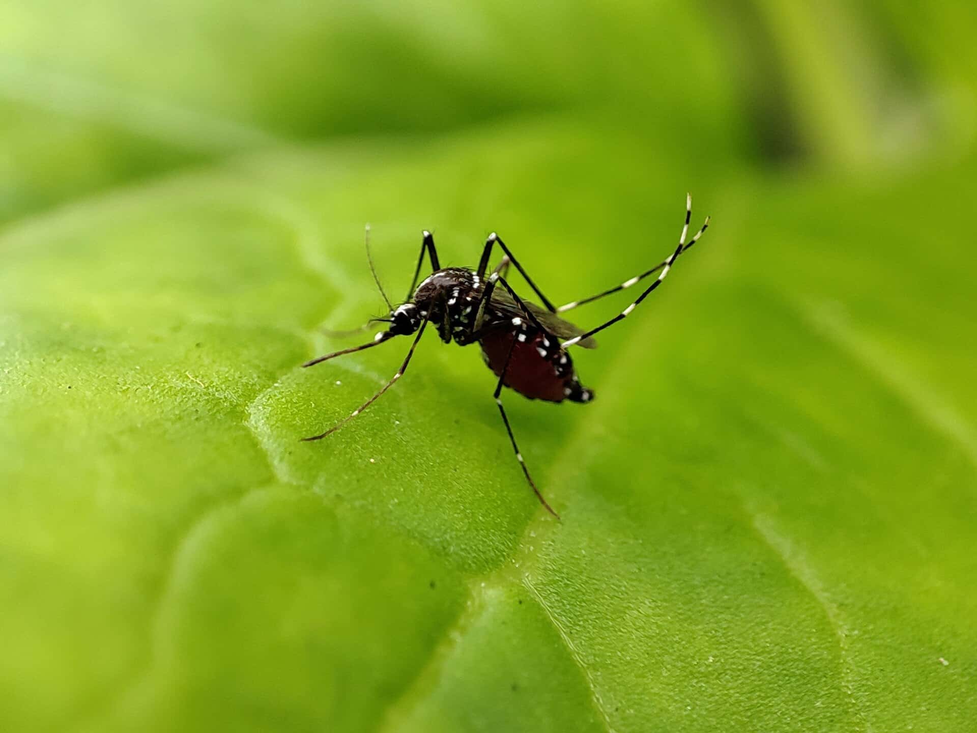 Florida Confirms a Dengue Death as Hillsborough County Drives One of the Worst Outbreaks on Record