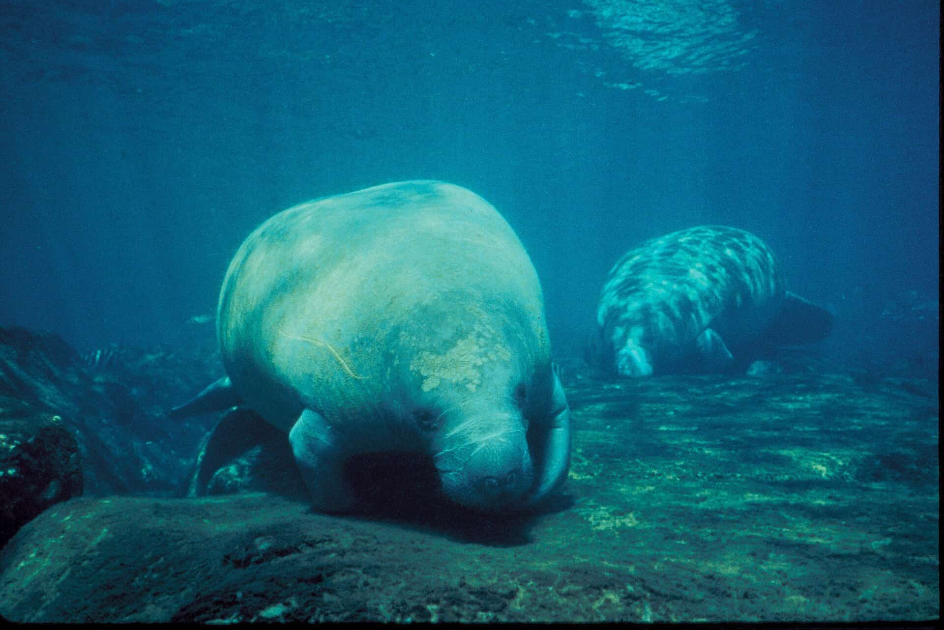 Florida Manatee Deaths Drop Sharply in 2026 After Years of Record Mortality