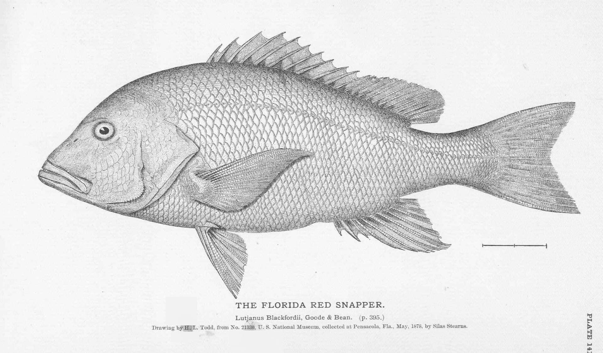 Florida Lands 39-Day Atlantic Red Snapper Season After Federal Management Win
