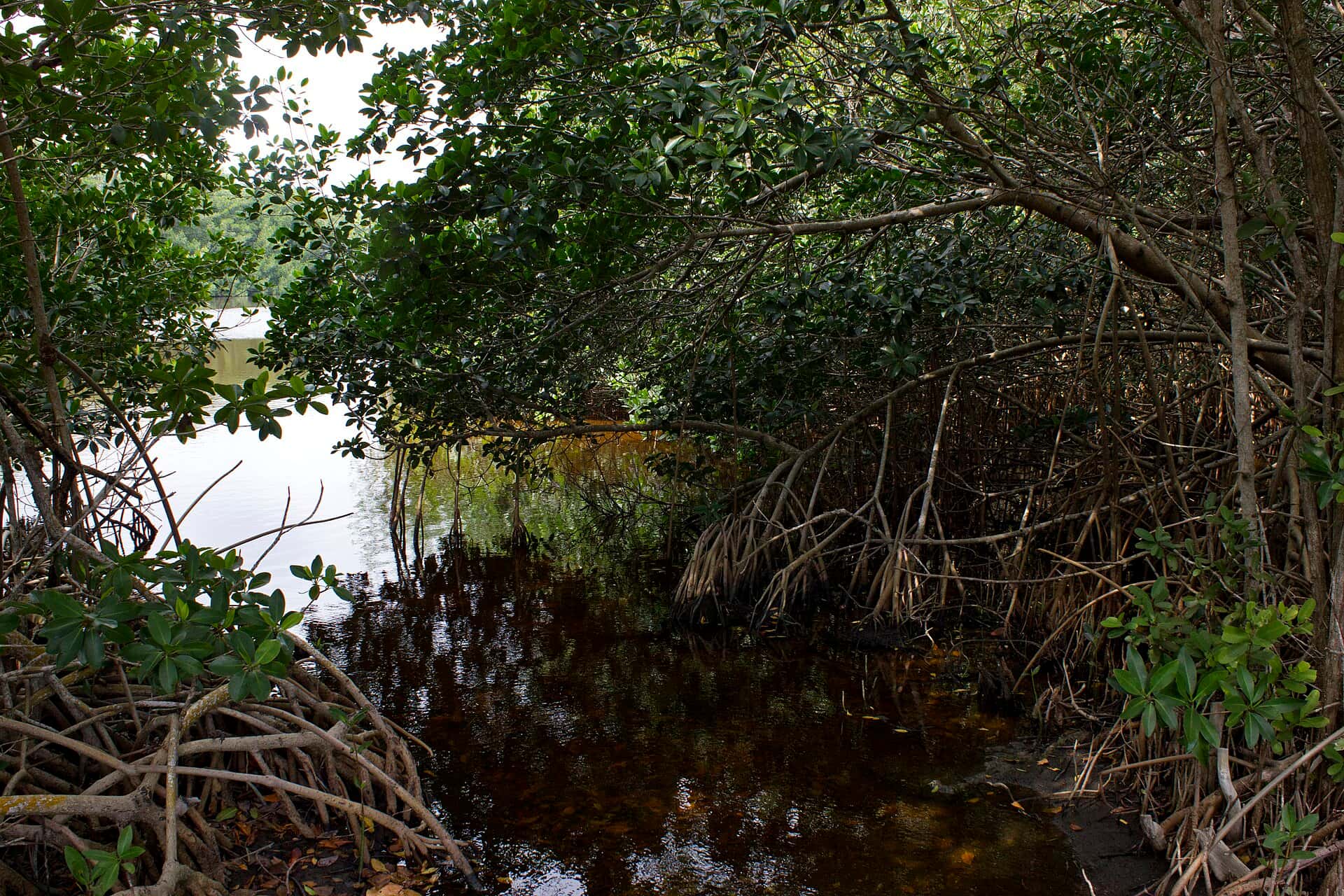New Red Tide Research and Lake Okeechobee Changes Offer Cautious Hope