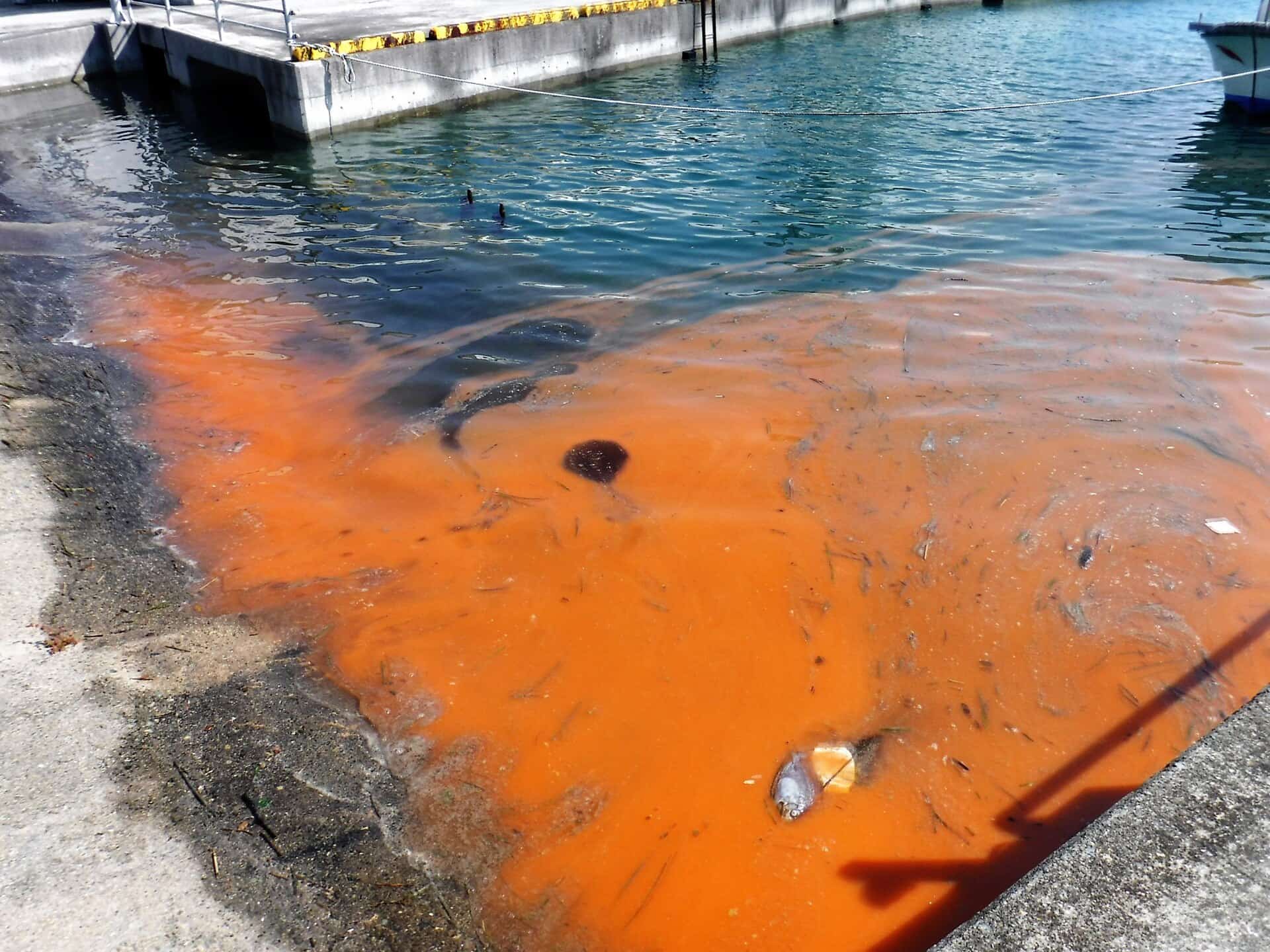 Florida Red Tide Stays Quiet Heading Into Summer as Water Management Reforms Show Promise