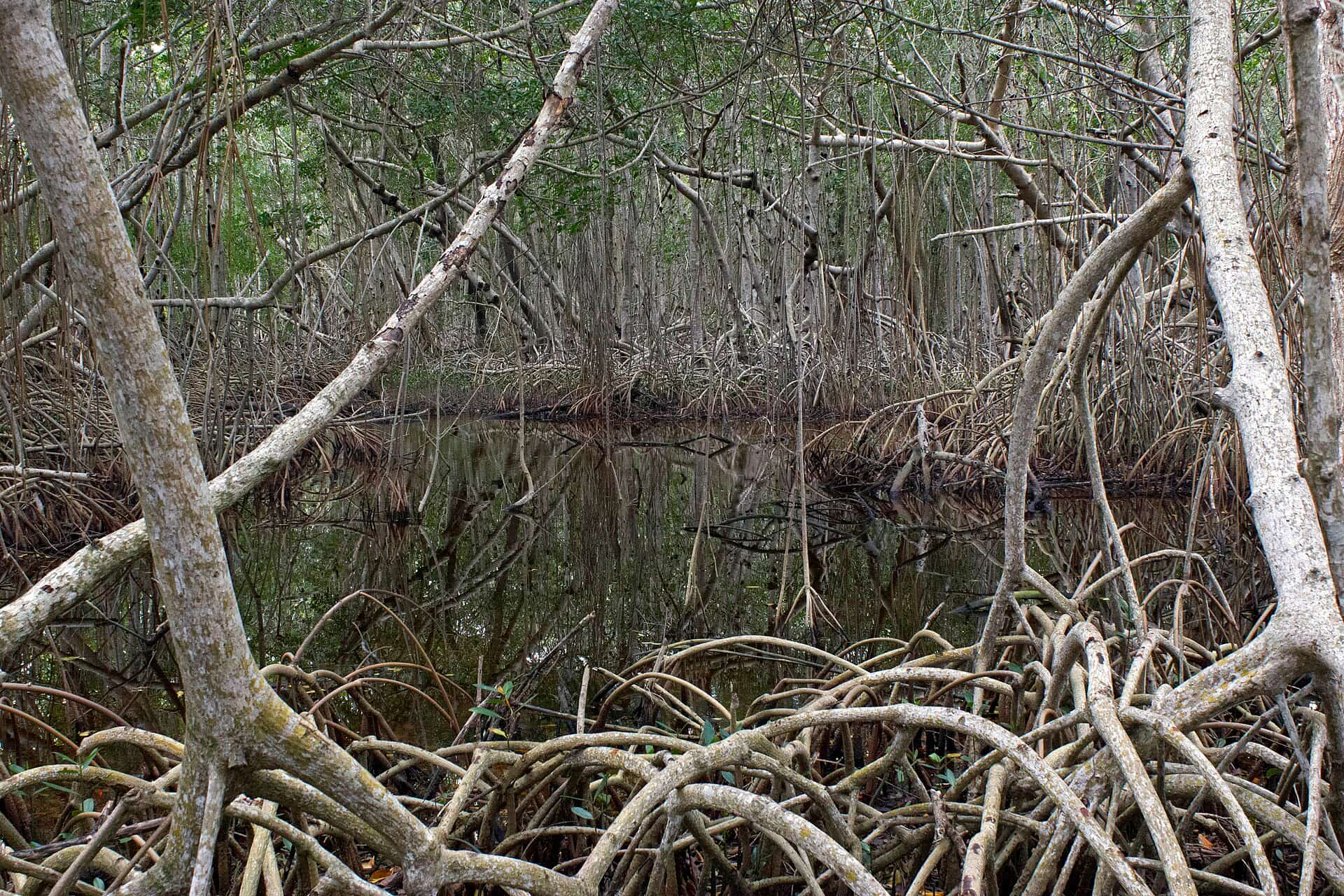 Miami-Dade Regains the Dade-Collier Airport Land and Pushes for Permanent Everglades Protection