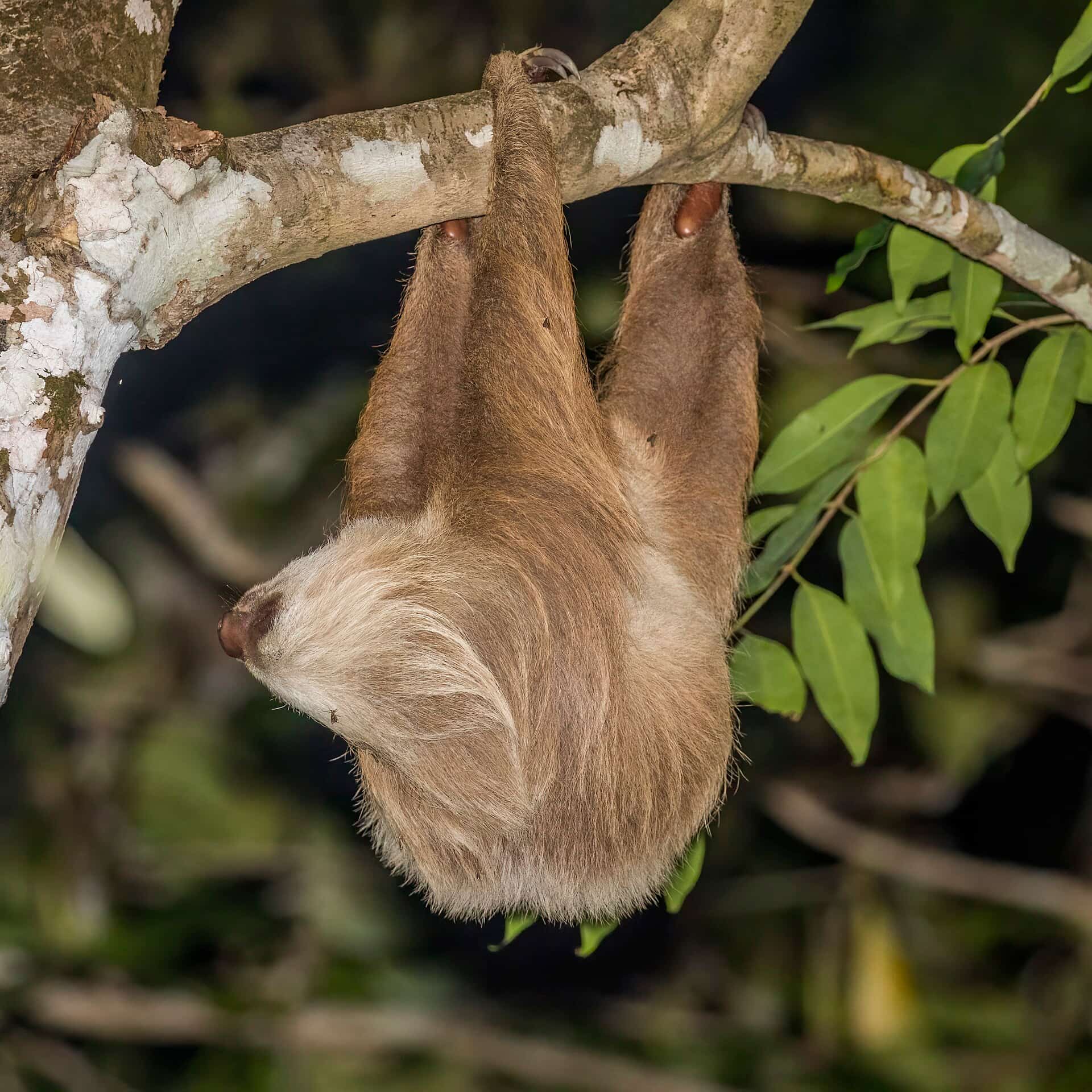 Frost and Lee File Bipartisan SLOTHS Act to Ban Sloth Imports After Orlando's Sloth World Deaths