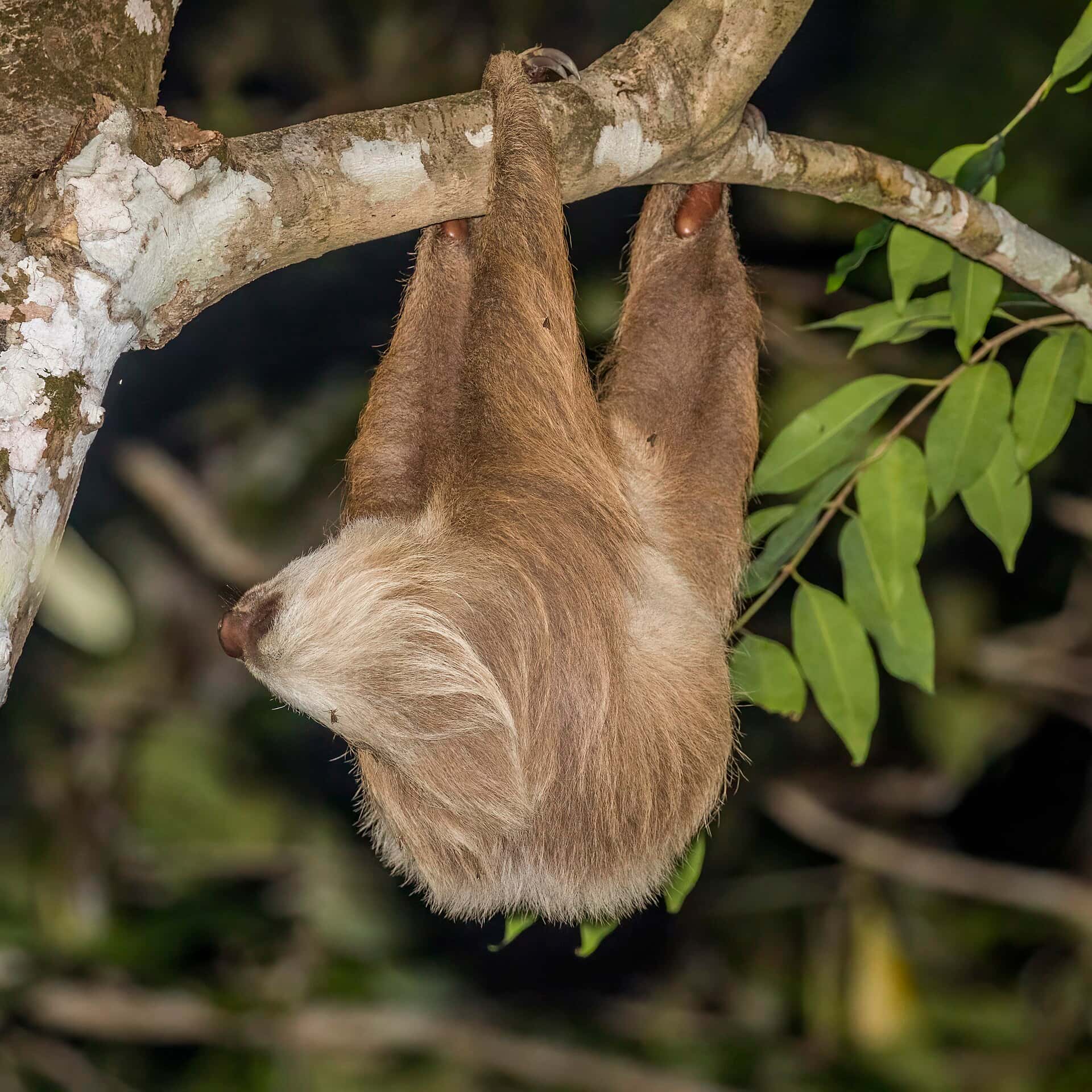 Frost and Lee File Bipartisan SLOTHS Act to Ban Sloth Imports After Orlando's Sloth World Deaths