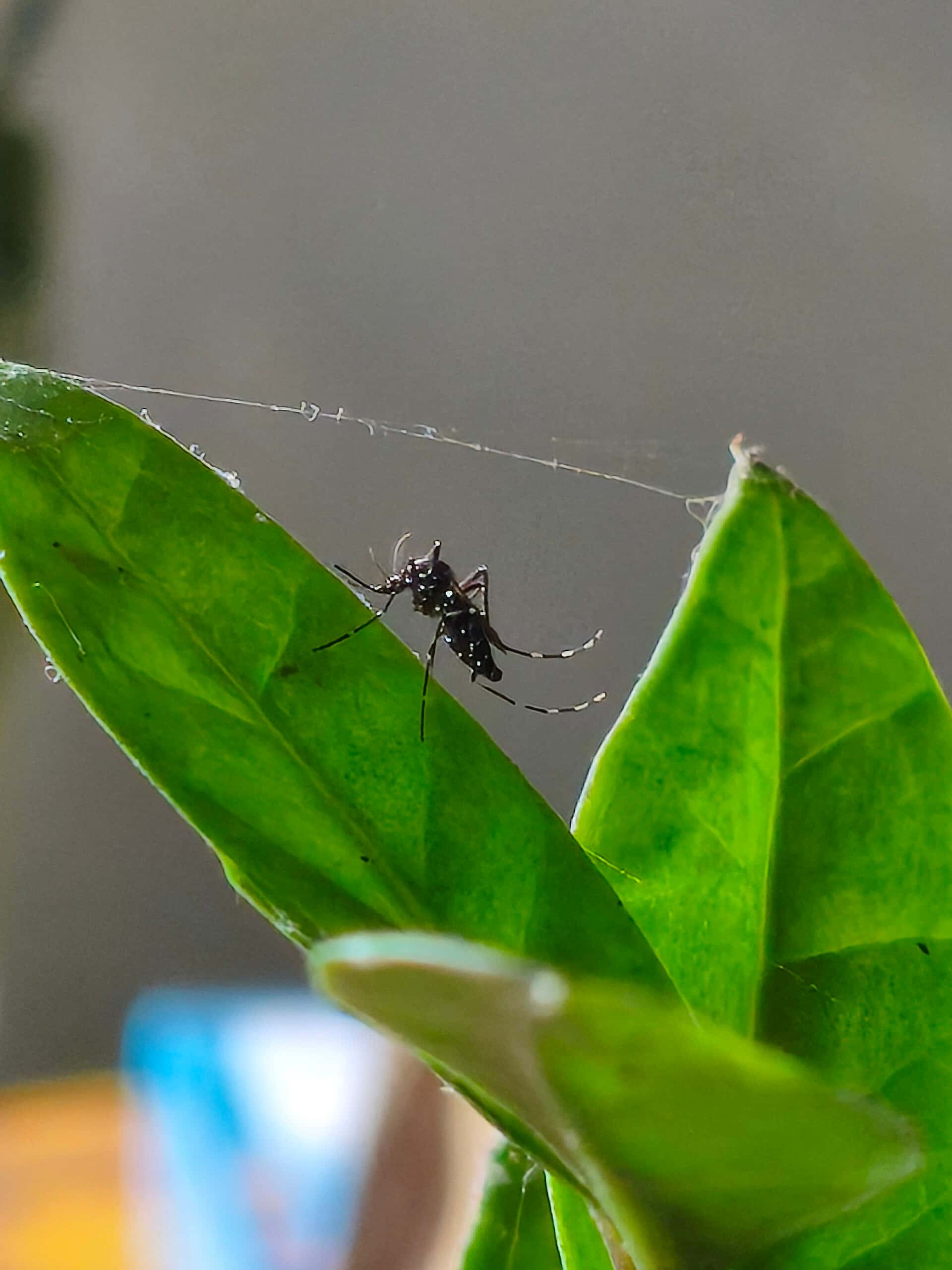 Dengue Warnings Spread to Central Florida as Orange, Polk Confirm Local Cases
