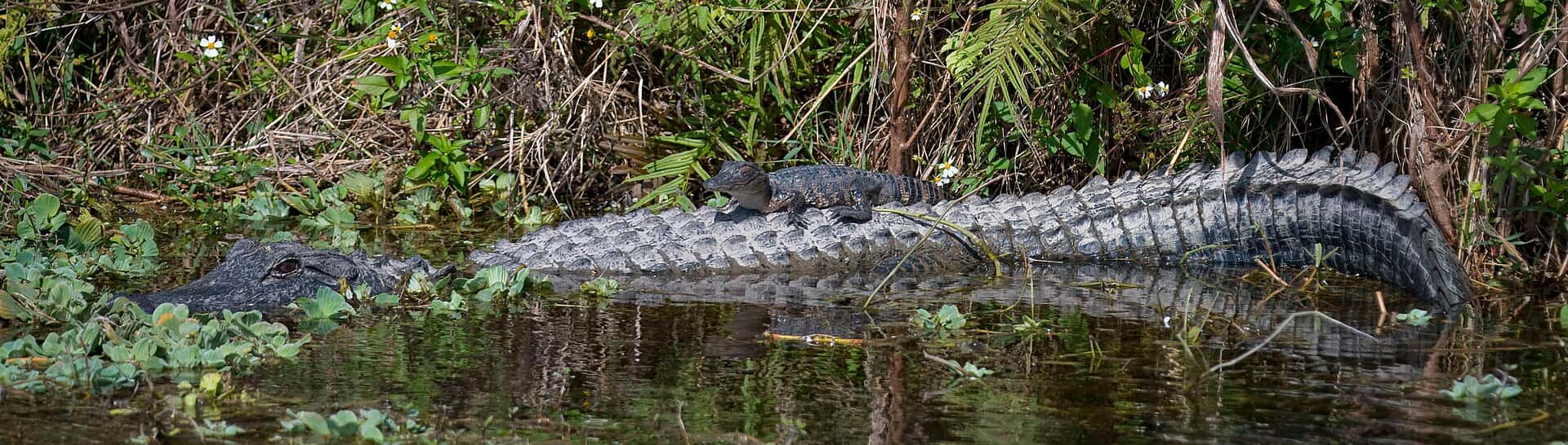 71-Year-Old Man Killed by Nearly 12-Foot Alligator While Fishing at Winter Garden Park