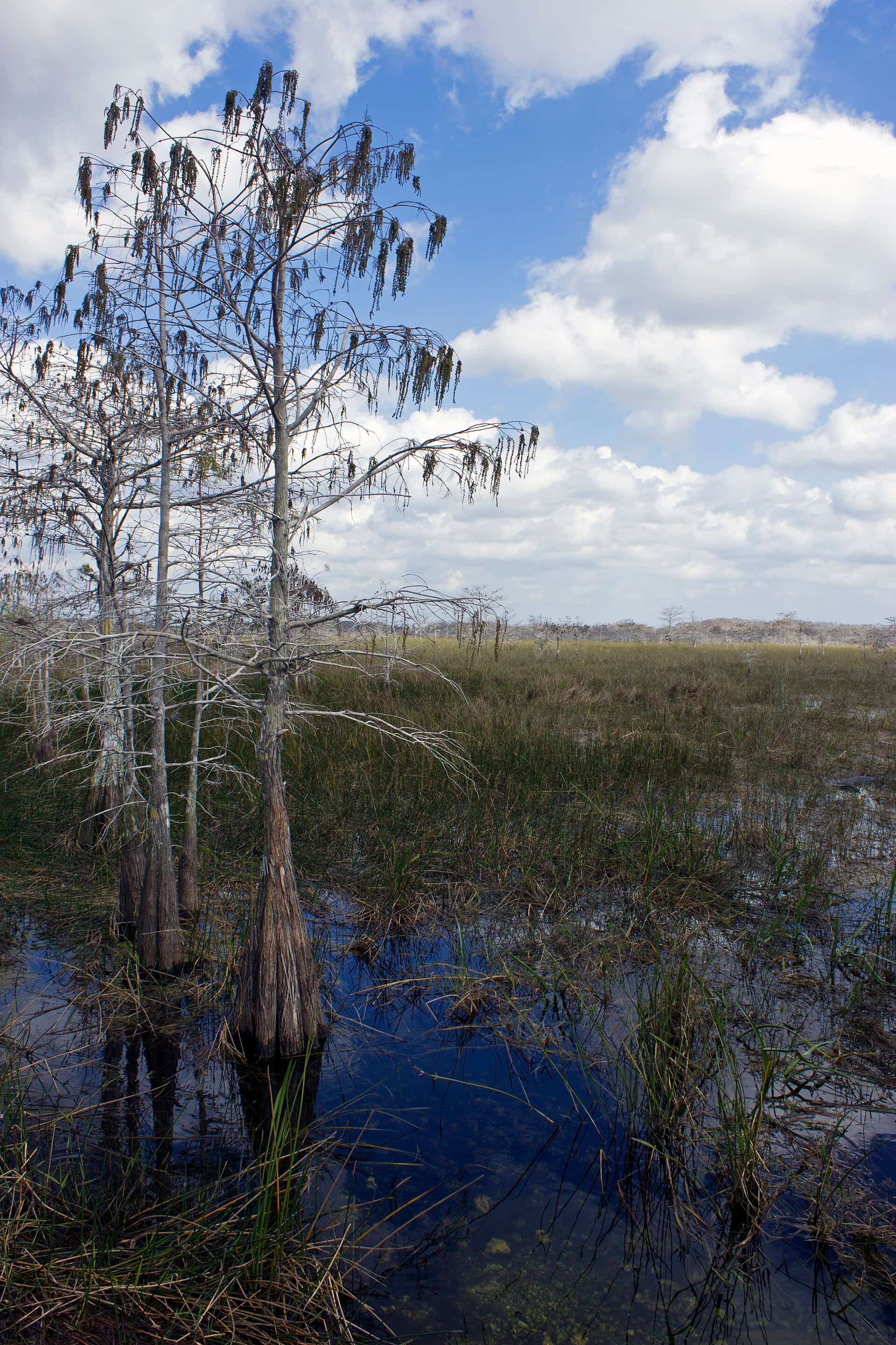 Florida Marks Everglades Restoration Milestone as Accelerated EAA Reservoir Contracts Are Finalized