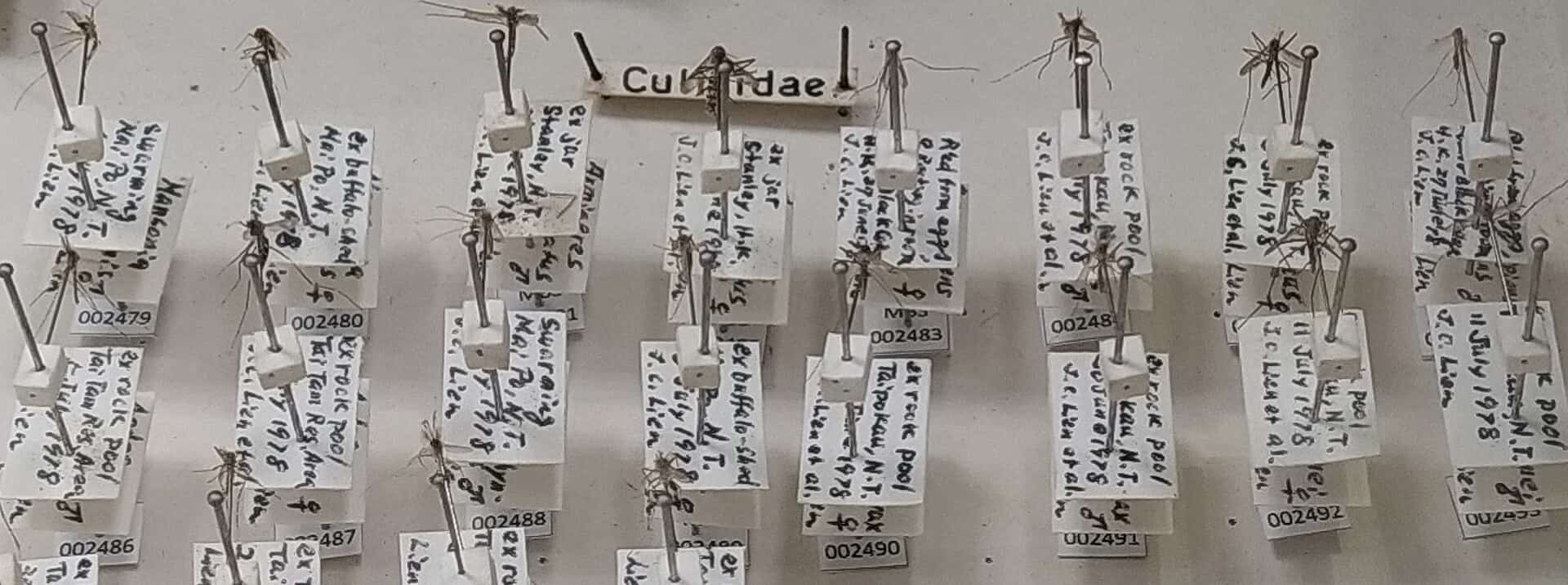Hillsborough Dengue Cases Reach 259 as State Workers Go Door to Door in Five Tampa Neighborhoods