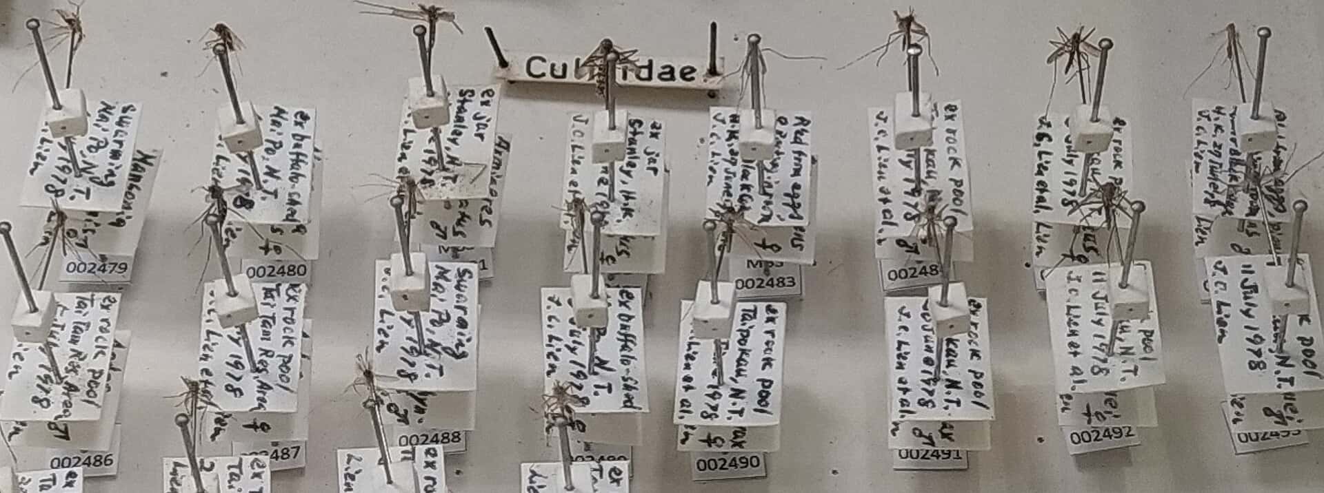 Hillsborough Dengue Cases Reach 259 as State Workers Go Door to Door in Five Tampa Neighborhoods