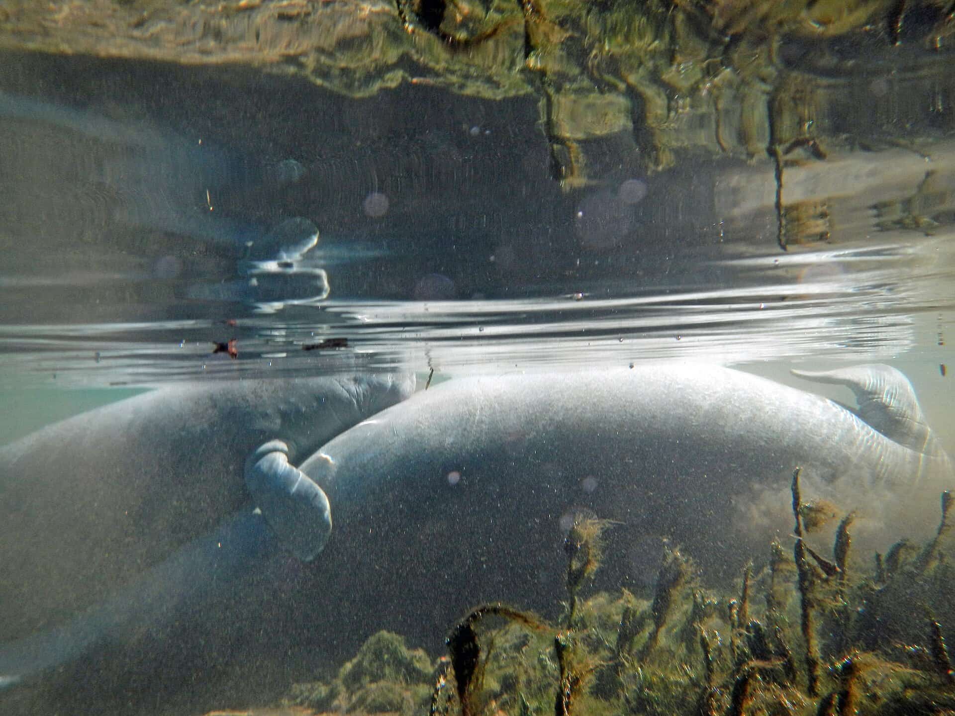 Florida's Red Tide, Manatees and Everglades Water: Where the State's Environmental Fight Stands