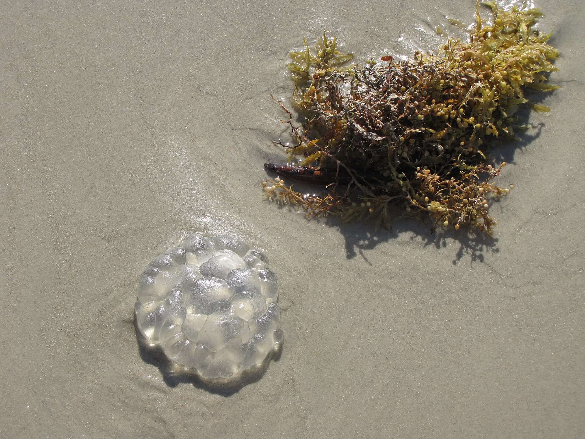 FSU Researchers Turn Stinking Sargassum into a Pantry Staple