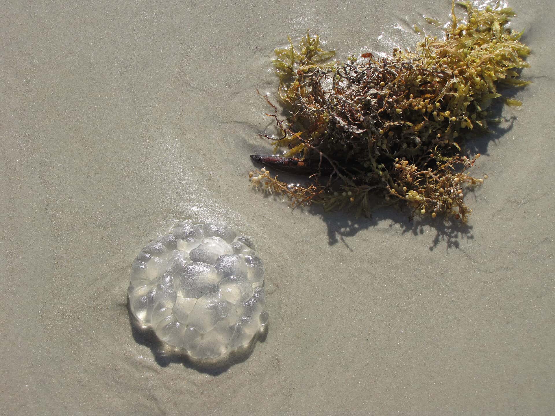 FSU Researchers Turn Stinking Sargassum into a Pantry Staple